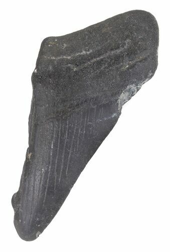 Partial, Megalodon Tooth - Georgia #48939